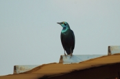GreaterBlueEaredStarling_6669
