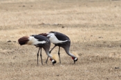 GreyCrownedCranes_5317