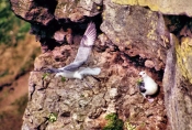 GrimseyFulmars2