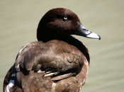 HardheadDuck_1735