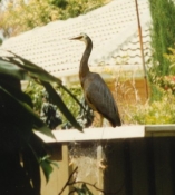 Heron02_