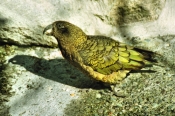 Kea2_g