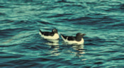 LBC_PairOfRazorbills