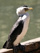 LittlePiedCormorant_1761