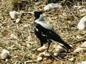 Magpie11