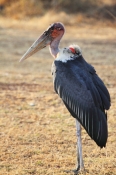 MarabouStork_6670v