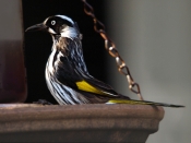 NHHoneyeater_P8240793