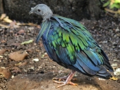 NicobarPigeon_P3031584