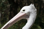 Pelican_5318
