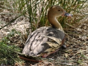 PlumedWhistlingDuck_1754