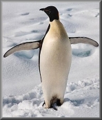 Portrait10009_emperor