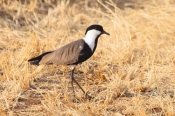 SpurWingLapWingPlover_6655