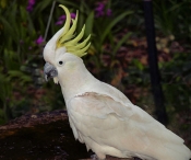 SulphurCrestedWhiteCockatoo_PA071208_m