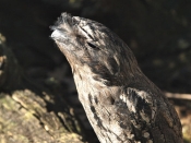 TawnyFrogmouth_0083