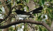Wagtail09