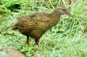 Weka1_g