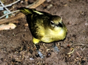YellowBelliedBulBul3