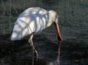 YellowBilledSpoonbill_0030