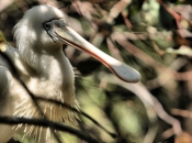 YellowBilledSpoonbill_1721