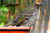 _BrushWattlebird_0699