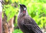_RedWattleBird_0700