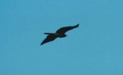 blackkite0230