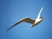 caspian_tern