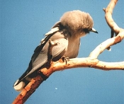 dusky_woodswallow