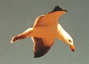 pacific_gull