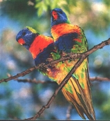 rainbow_lorikeets