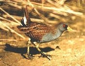 spotted_crake