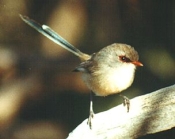 variegated_blue_wren_f
