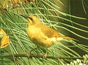 yellow_honeyeater