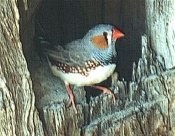 zebra_finch